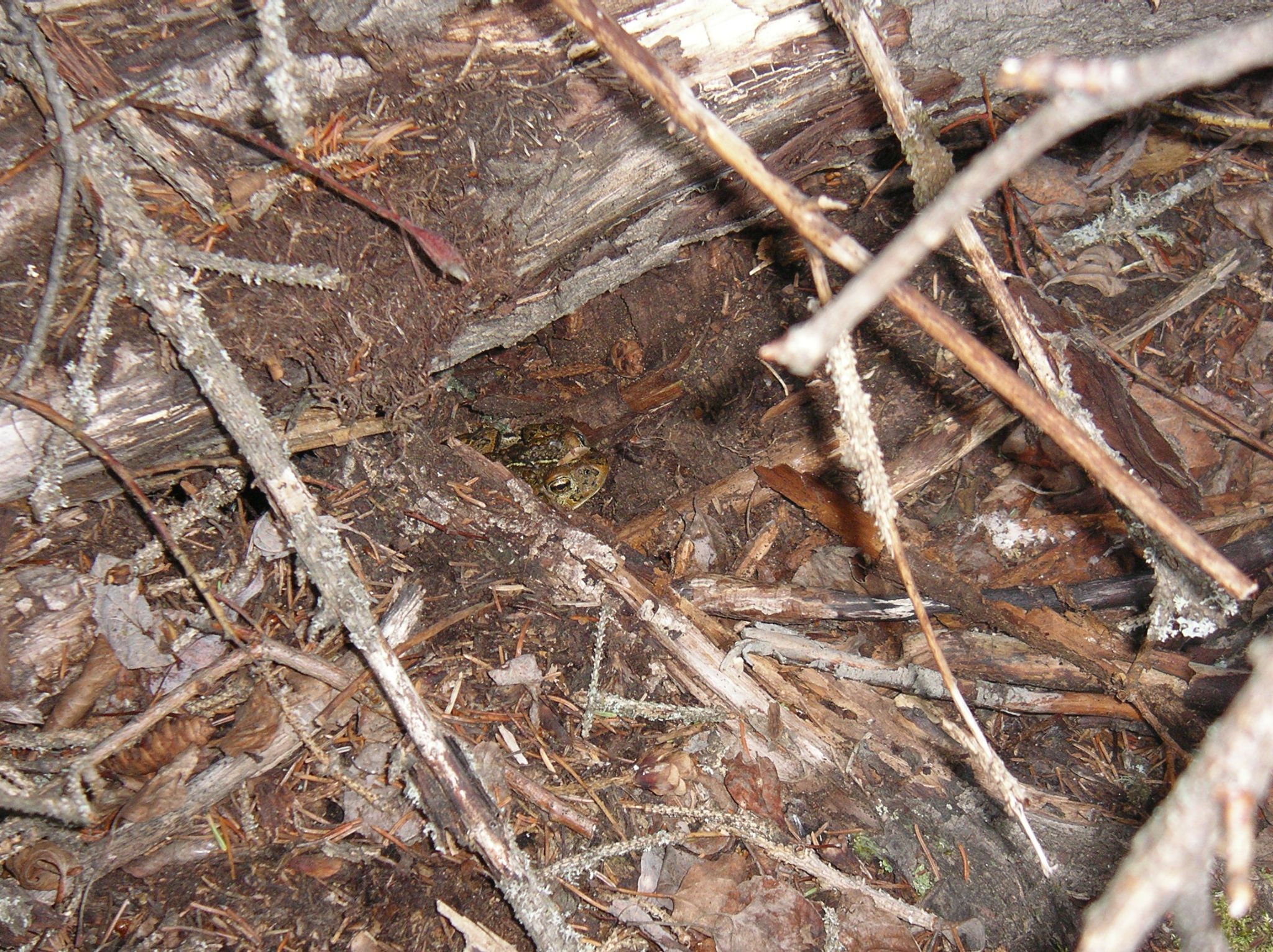 20   Boreal   male 2005 06 29